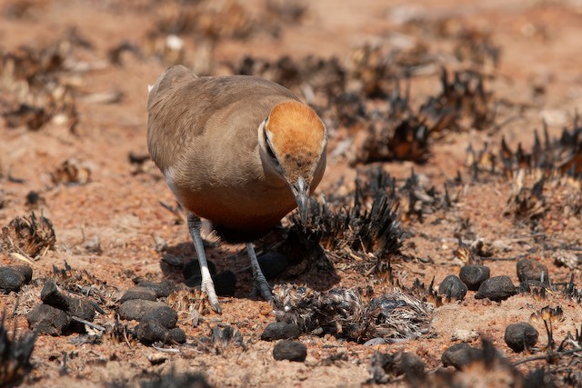 Hatchlings. - Temminck's Courser - 