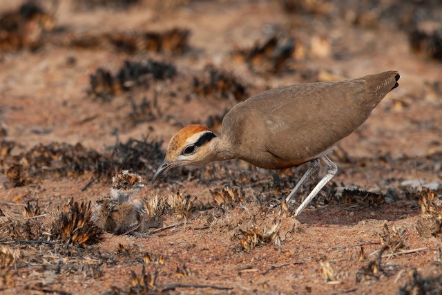 Chick: 6 h 24 min after hatching. - Temminck's Courser - 