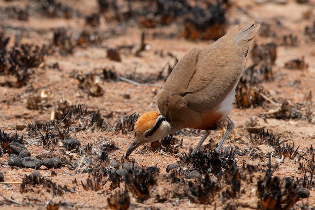 Chick: 1 h 40 min after hatching. - Temminck's Courser - 