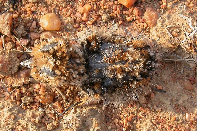 Dorsal view of a hatchling. - Temminck's Courser - 