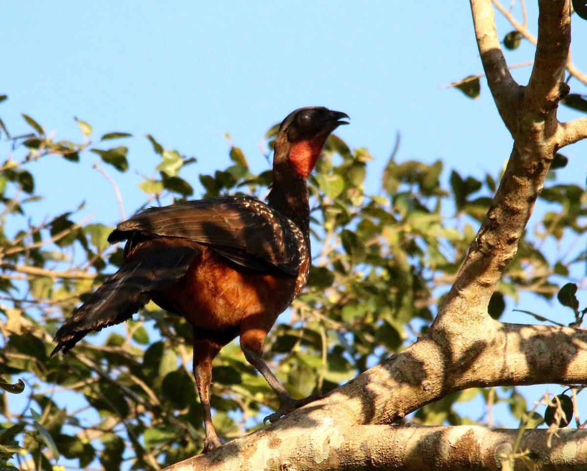 Chestnut-bellied Guan - Gustino Lanese