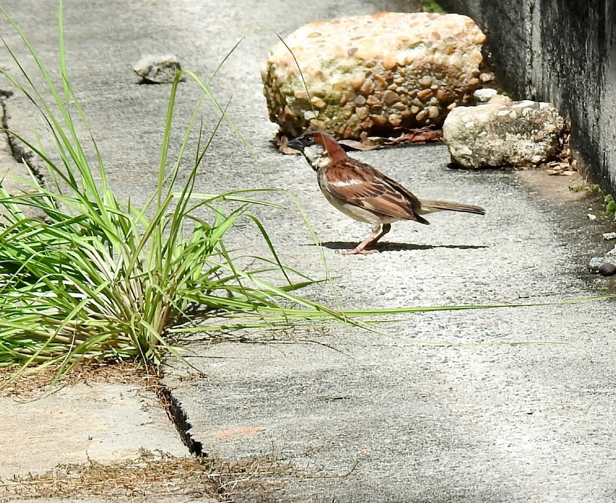 House Sparrow - deborah grimes