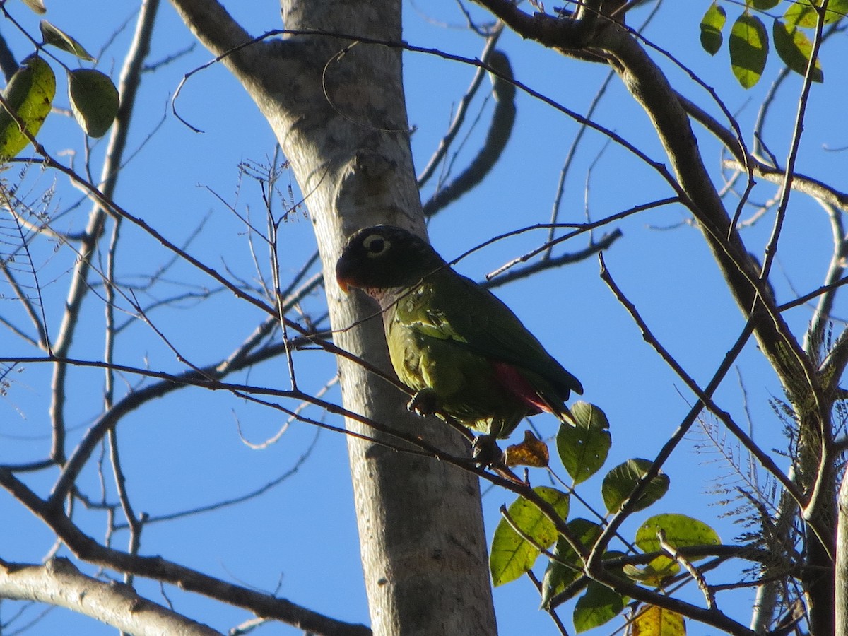 Scaly-headed Parrot - ML63789851