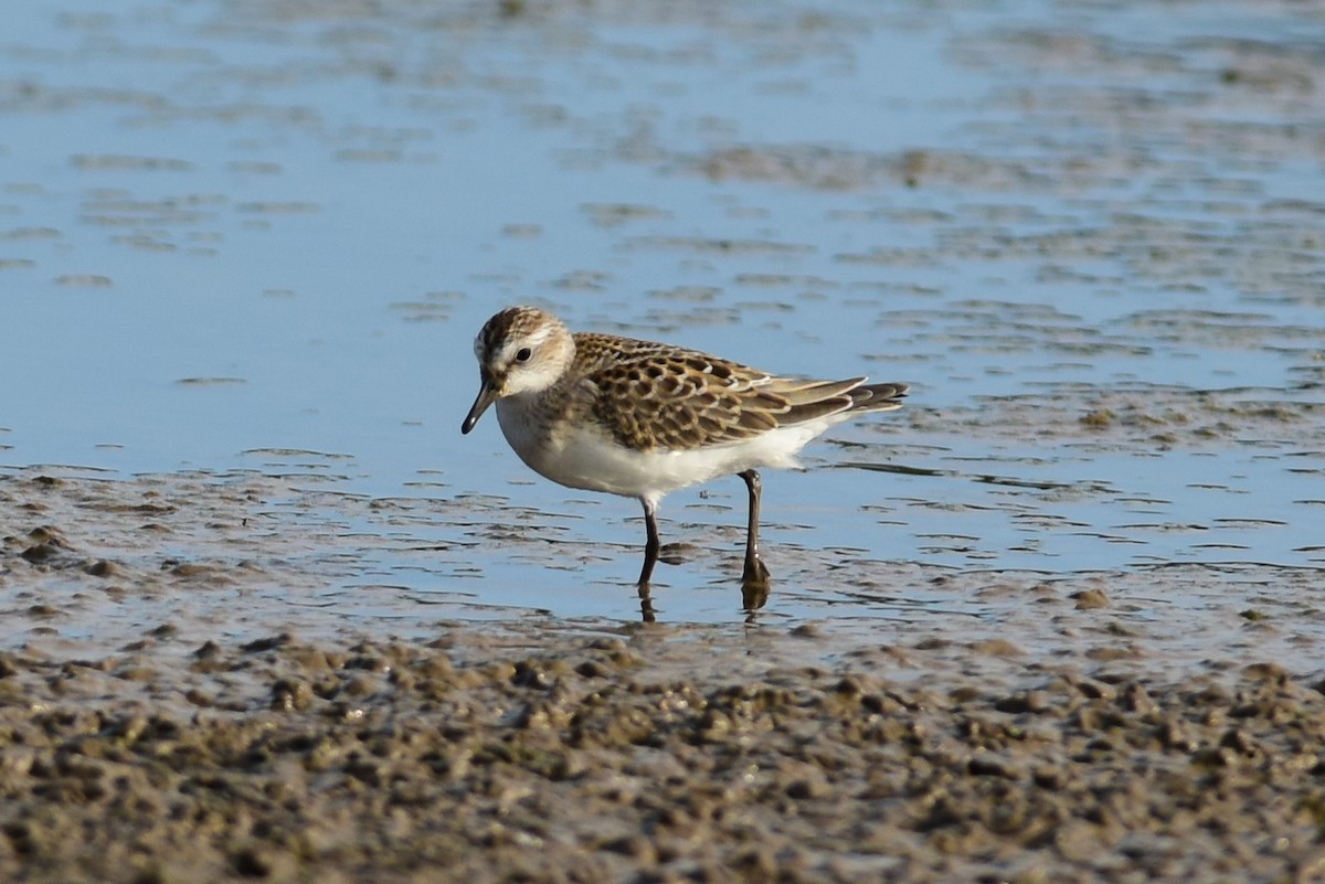 Semipalmated Sandpiper - Mike Charest