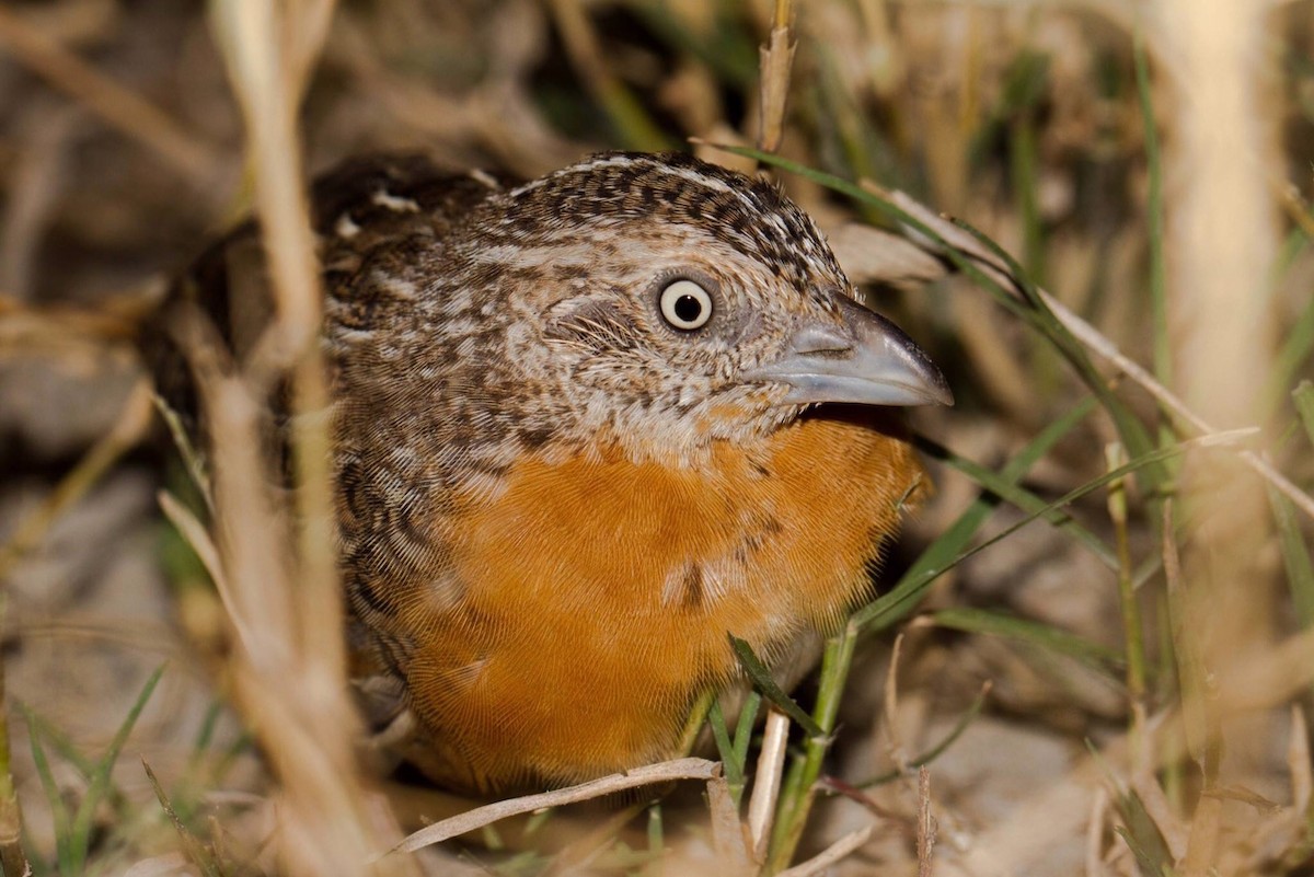 Red-chested Buttonquail - Nigel Jackett