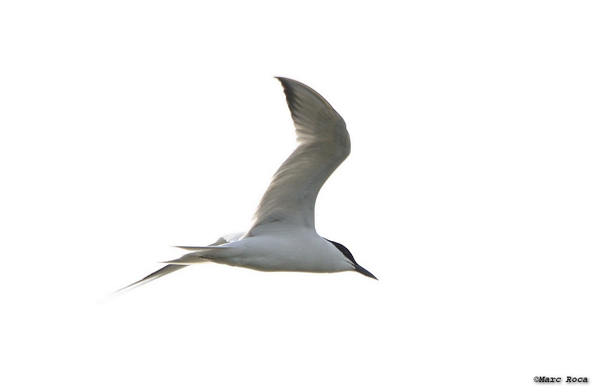 Gull-billed Tern - ML63796721