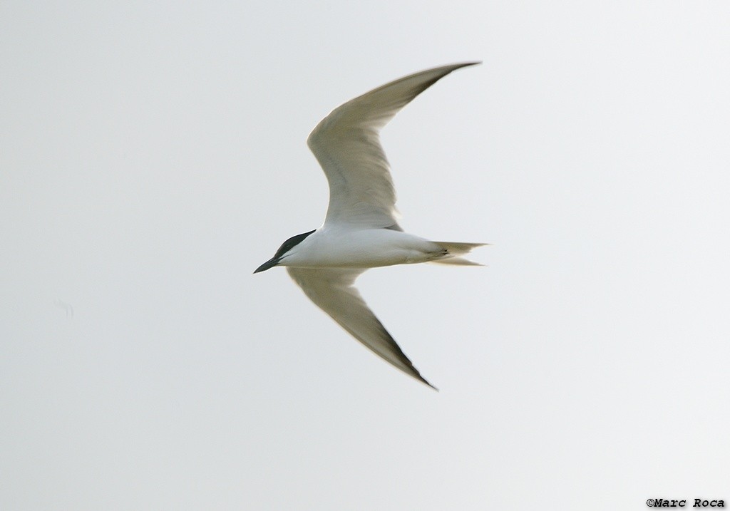 Gull-billed Tern - ML63796741