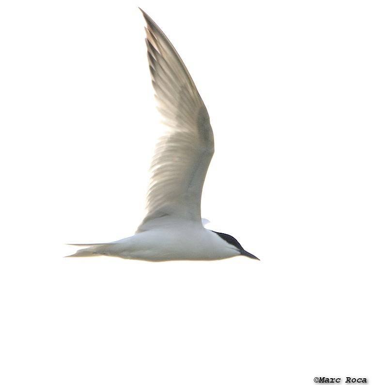 Gull-billed Tern - ML63796761