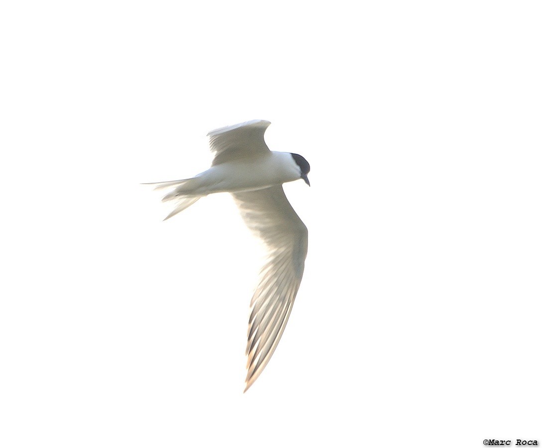 Gull-billed Tern - ML63796771