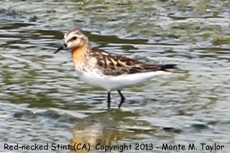 Red-necked Stint - Monte M. Taylor
