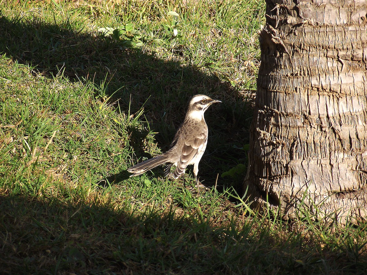 Long-tailed Mockingbird - ML63800001