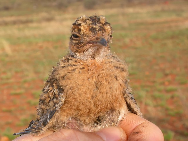 Chick: 11 day old. - Temminck's Courser - 
