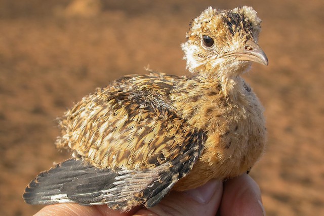 Chick: 21 days old. - Temminck's Courser - 