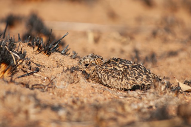 Chick: 21 days old. - Temminck's Courser - 