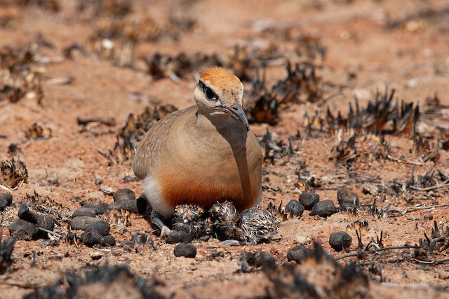 Brooding. - Temminck's Courser - 