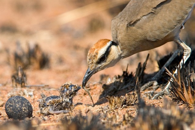 Feeding young. - Temminck's Courser - 
