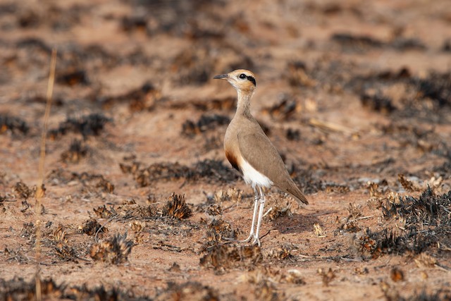 Camouflage. - Temminck's Courser - 