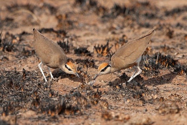 Feeding young. - Temminck's Courser - 