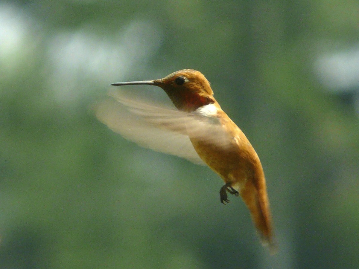 Rufous Hummingbird - Douglas Leighton