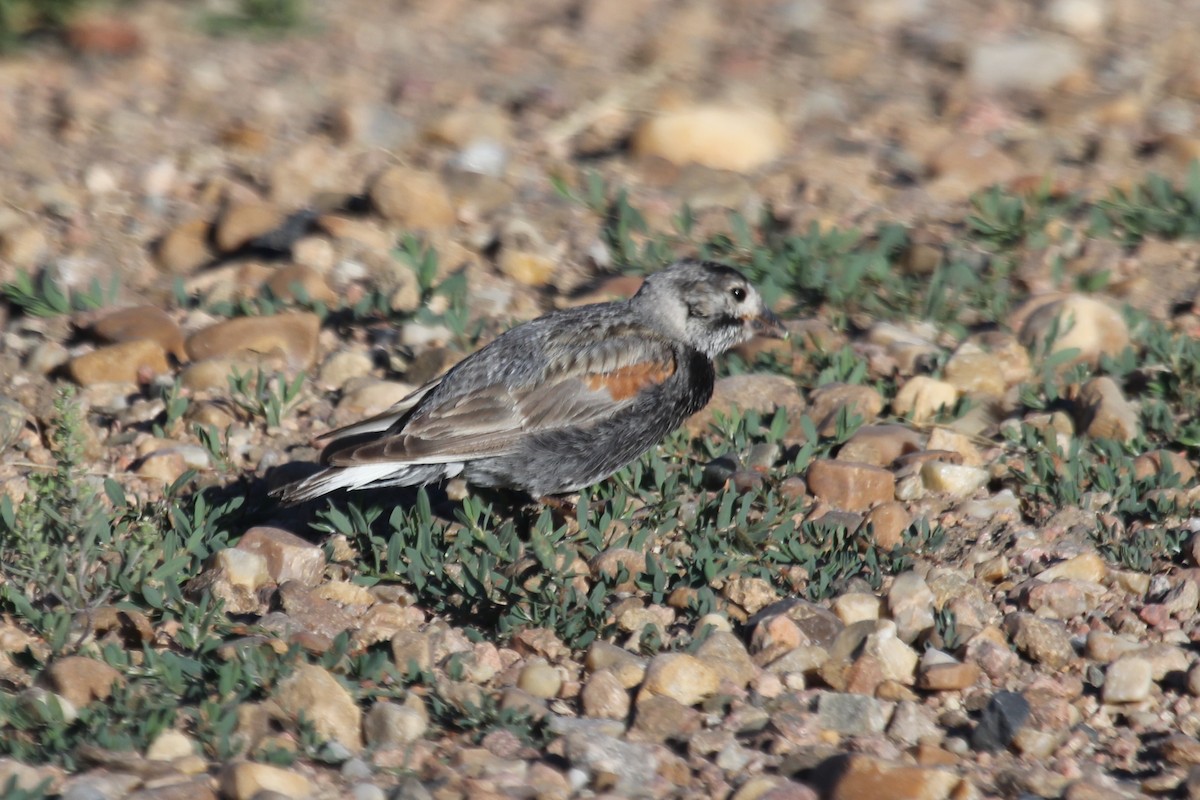 Thick-billed Longspur - Kenny Frisch