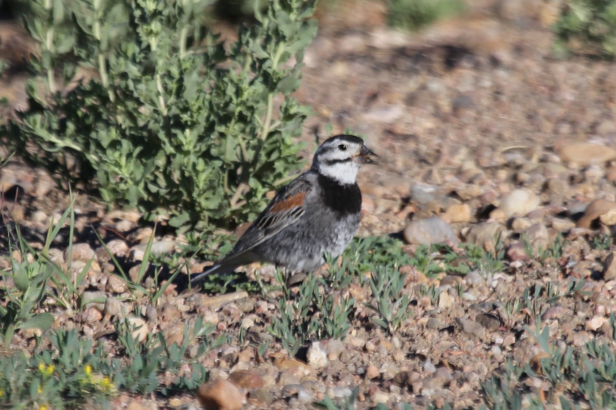 Thick-billed Longspur - ML63803321