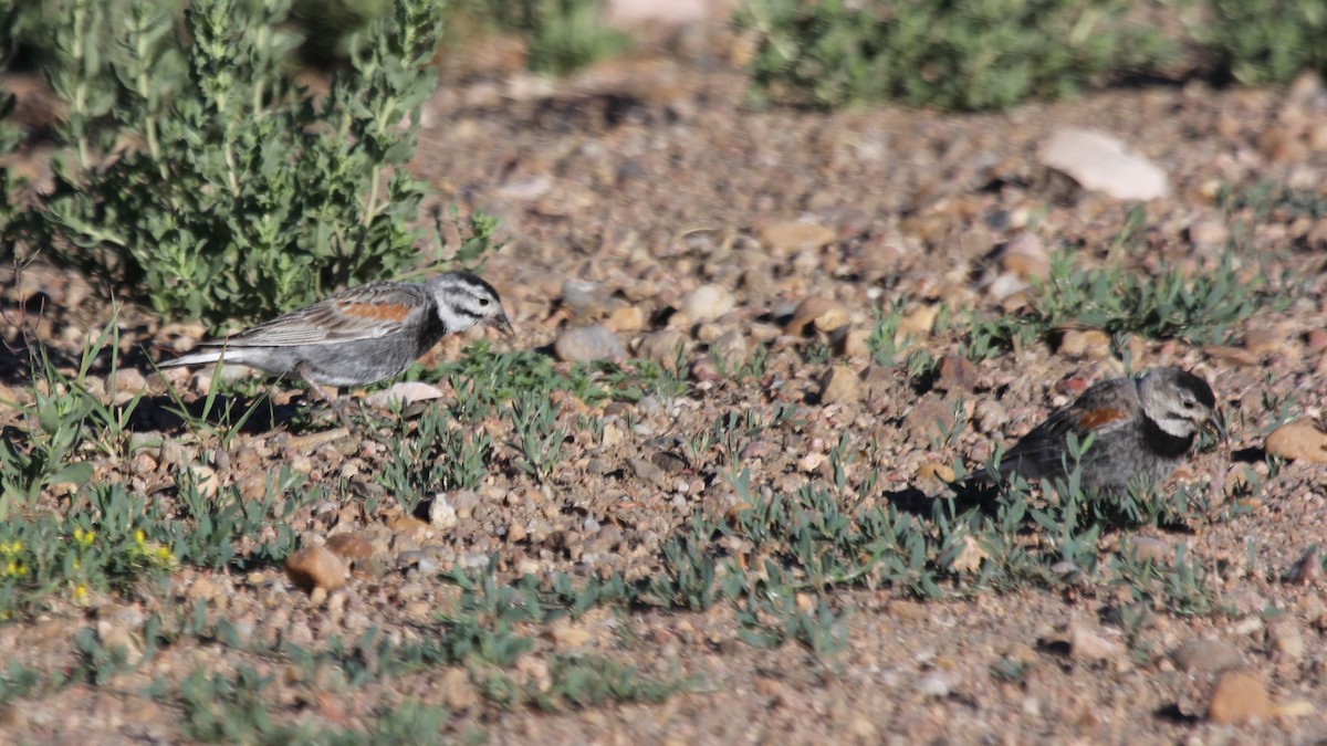 Thick-billed Longspur - ML63803351