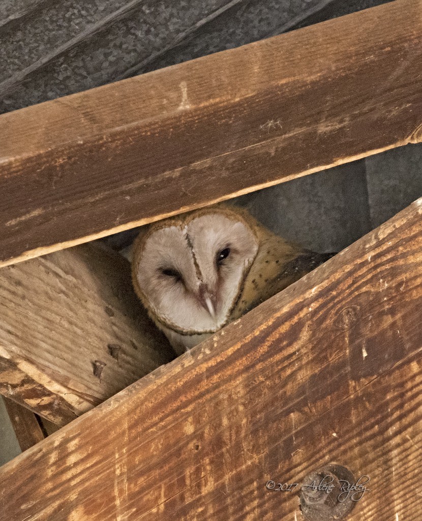 Barn Owl - Arlene Ripley