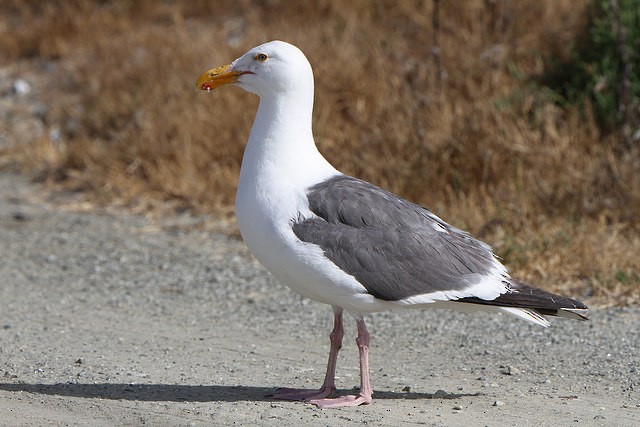 Western Gull - Anonymous