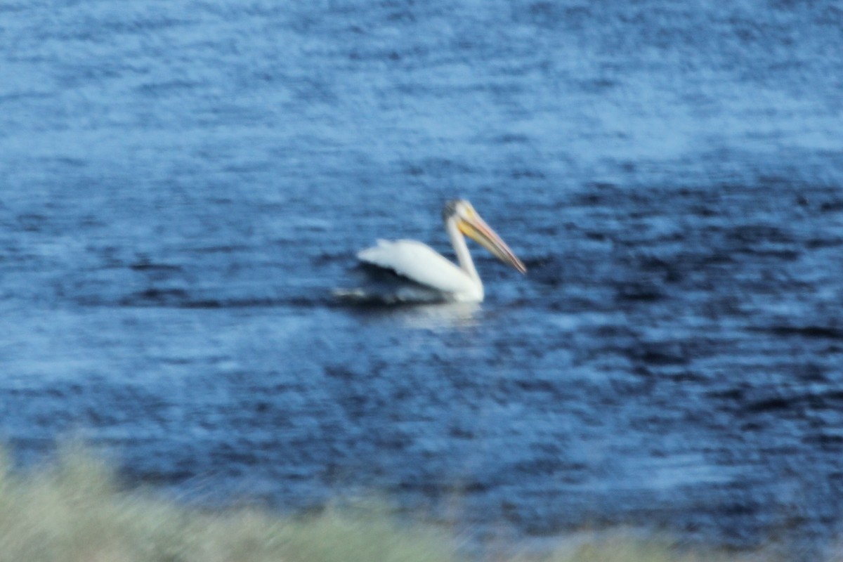 American White Pelican - Kenny Frisch