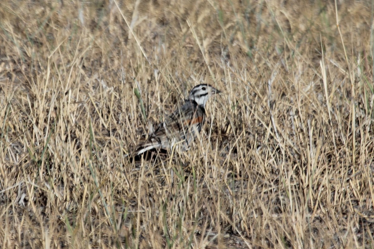 Thick-billed Longspur - ML63804961