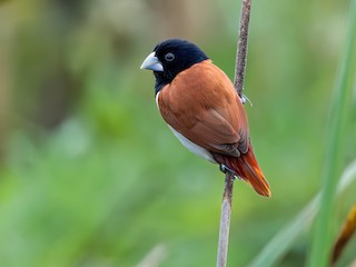  - Tricolored Munia