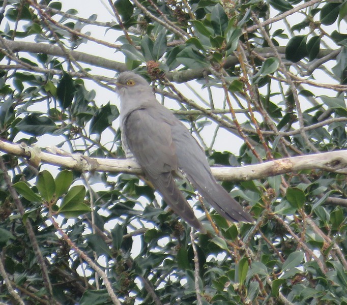 Common Cuckoo - ML63807471