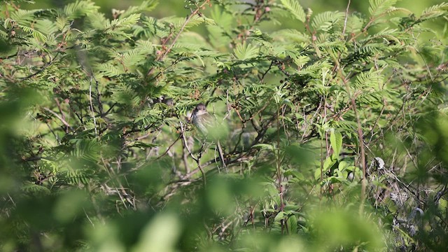  - Pileated Flycatcher
