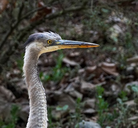 Great Blue Heron - TG Fannon
