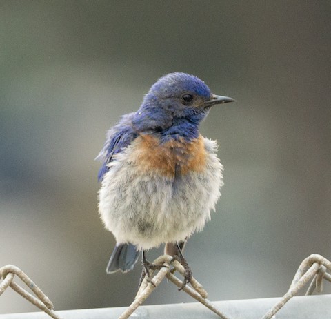 Western Bluebird - TG Fannon