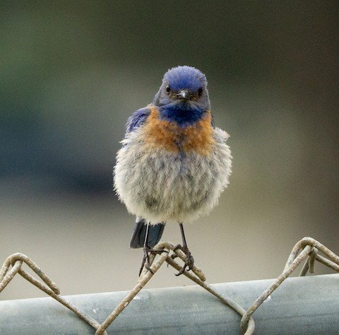 Western Bluebird - TG Fannon