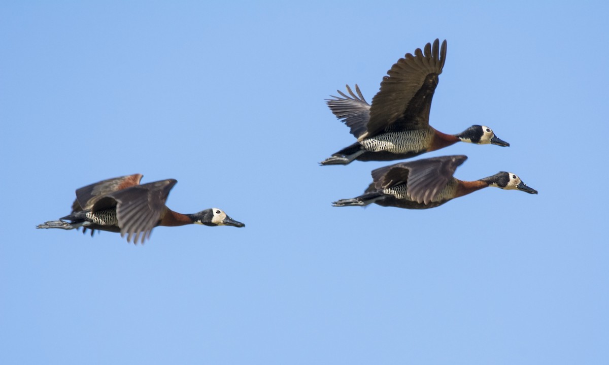 White-faced Whistling-Duck - ADMILSON GOMES