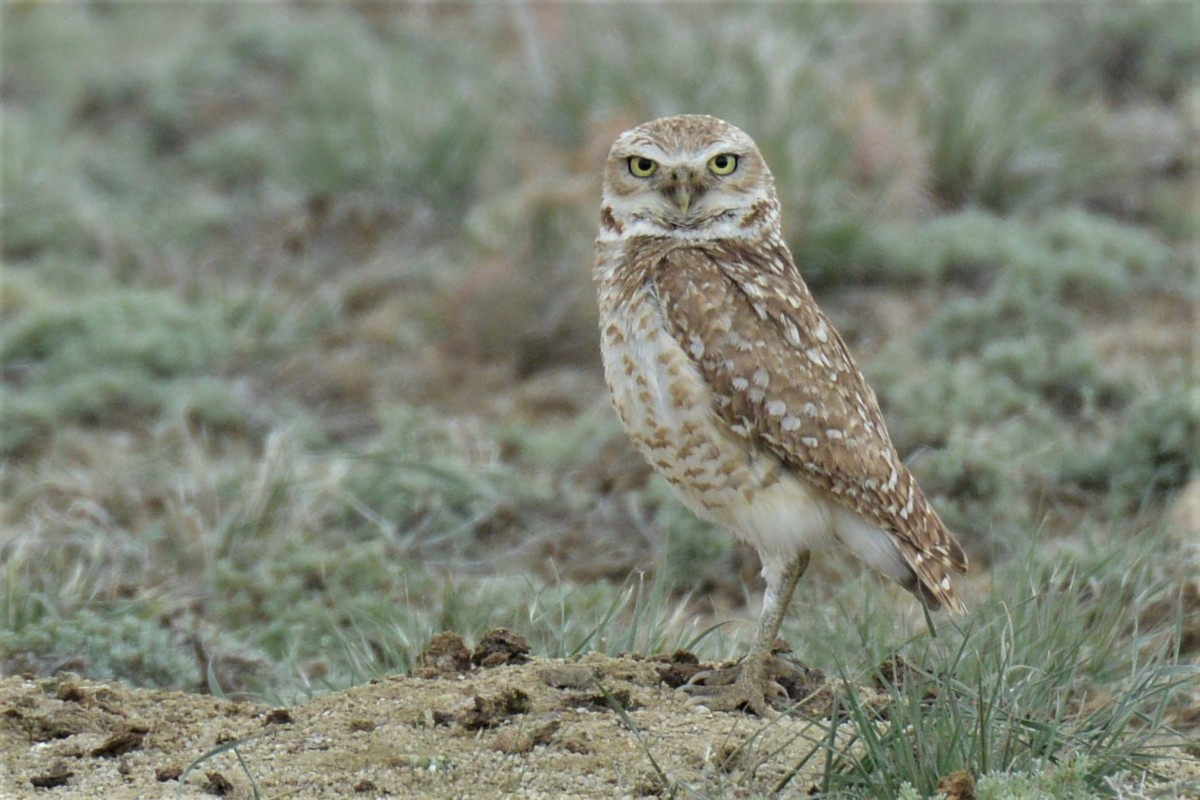 Burrowing Owl - Lori Smith