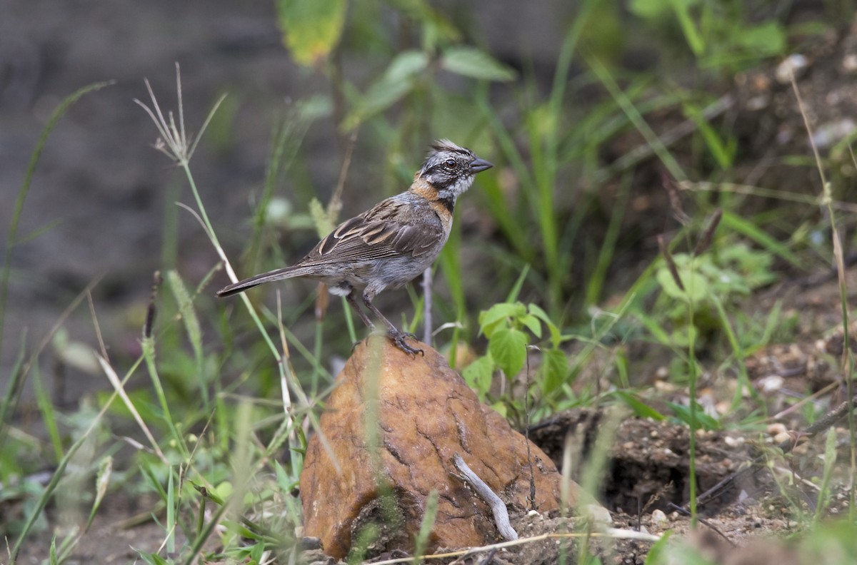 Rufous-collared Sparrow - ML63814311