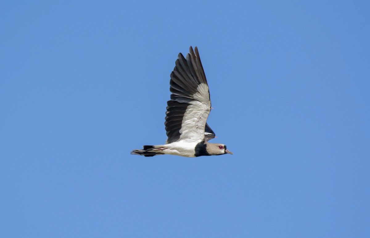 Southern Lapwing - ADMILSON GOMES