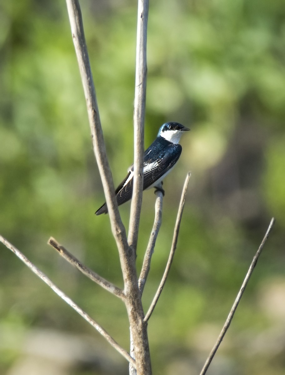 White-winged Swallow - ML63814391