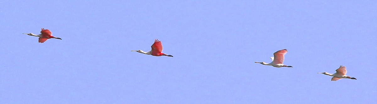 Roseate Spoonbill - Patricia Isaacson
