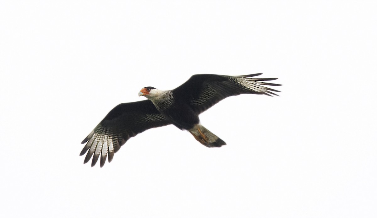 Crested Caracara (Southern) - ML63814791