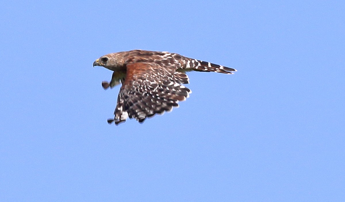 Red-shouldered Hawk - Patricia Isaacson