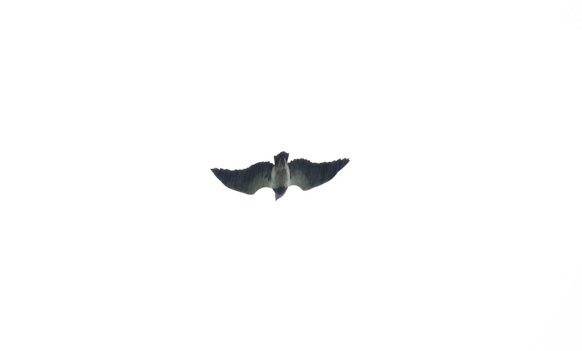 Black-chested Buzzard-Eagle - ADMILSON GOMES
