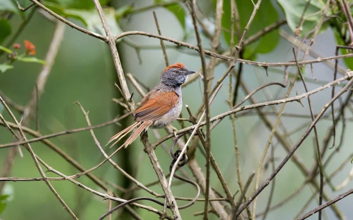 Sooty-fronted Spinetail - ADMILSON GOMES