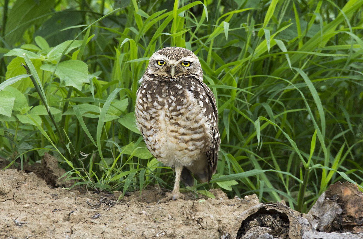 Burrowing Owl - ML63815001