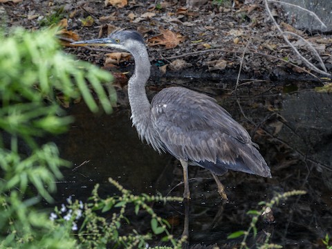 Great Blue Heron - James Kendall