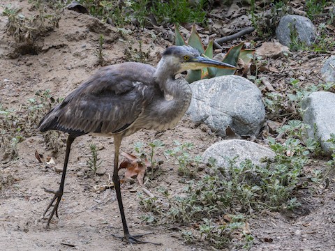 Great Blue Heron - James Kendall