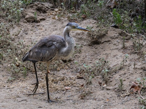 Great Blue Heron - James Kendall